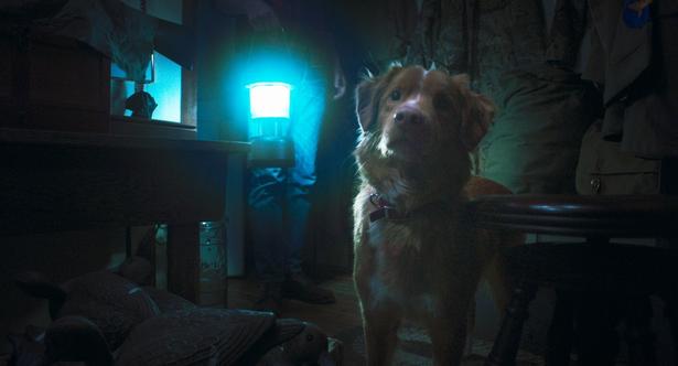 1位は全編犬視点の異色ホラー『GOOD BOY／グッド・ボーイ』！今週公開作品のMOVIE WALKER会員“みたい映画”ランキングを発表！