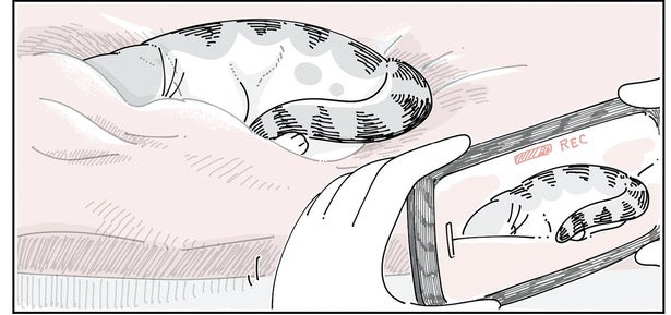 寝ている猫を写真に納めたい。そーっと近くまで行くとドキッとする出来事が