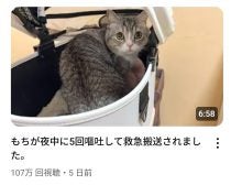 人気ネコYouTube、飼い主に動物虐待疑惑。“リアリティーショー的仕掛け”が暴走させるものとは？6歳歌姫ののちゃん動画にも共通