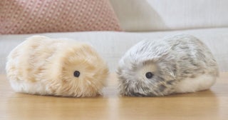 カシオから、飼い主になつく癒しのAIペットロボット「Moflin（モフリン）」が2024年11月7日（木）に発売