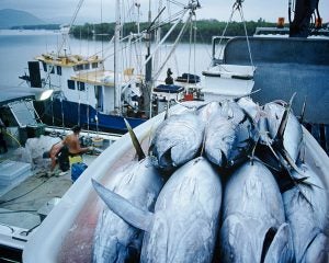 「20代の1000万円プレーヤーが何人もいる」マグロ漁船員の告白。航海中は食費も住居費もゼロ…10か月の海上生活の実態とは