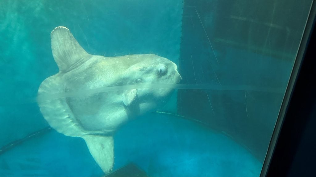 越前松島水族館のマンボウ天国へ国内で2番目の長期飼育