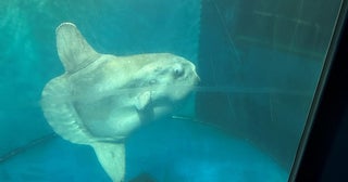 越前松島水族館のマンボウ天国へ国内で2番目の長期飼育