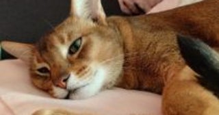 ショー優勝猫を両親にもちながら“処分対象”になってしまった猫をお迎え→超絶“甘えん坊”キャラに成長した姿が愛おしい