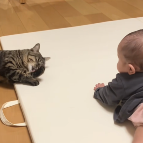 0歳児と猫さんって会話通じるんだ…⁉「動くおもちゃ」と「小さい人間」の尊いおしゃべり♡
