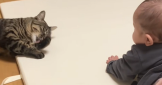 0歳児と猫さんって会話通じるんだ…⁉「動くおもちゃ」と「小さい人間」の尊いおしゃべり♡