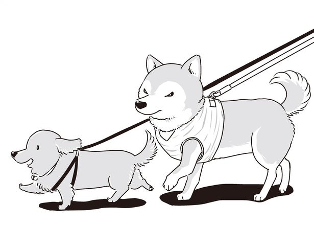 仲が良かった若い頃のように。シニア犬2匹が並んでお散歩した日
