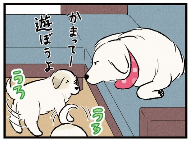 「かまって！遊ぼう！」まったりタイム中の先輩犬に新入りがダル絡みすると？