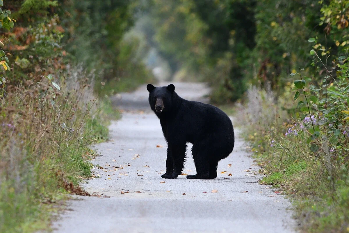 クマ先進国に学べ！過去最悪の被害数を更新中の日本のベスト・クマ・オプション