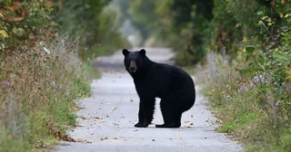 クマ先進国に学べ！過去最悪の被害数を更新中の日本のベスト・クマ・オプション