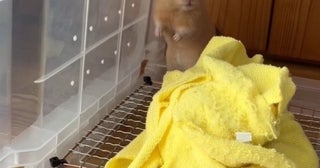 ハムスターが筋トレ！？腕力だけで階段を登りきるハムスターが話題に