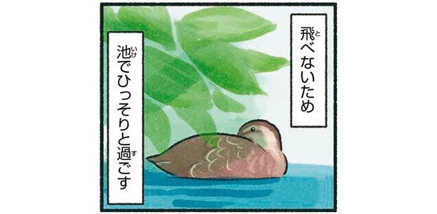 カルガモには飛べない時期が！羽が生えかわるまで池でひっそり
