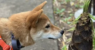 柴犬さん、生まれて初めて〝春〟に出会う1週間の「成長記録」ネットほっこり