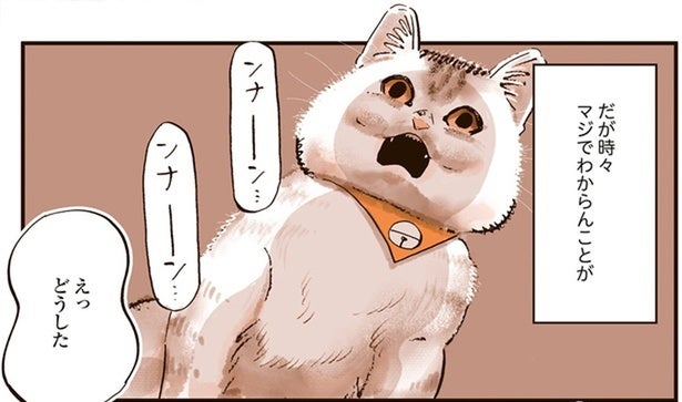 何もない壁に向かって鳴き続ける猫。ネズミや霊だったらどうしよう！