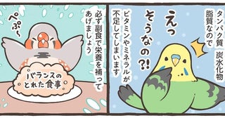 小鳥のごはんには何を与えたらいい？ 主食＋副食で必要な栄養をしっかりカバー