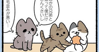 【みにくいアヒルの子なねこ】兄弟と比べて自信のないねこも、世界一かわいくなれた日