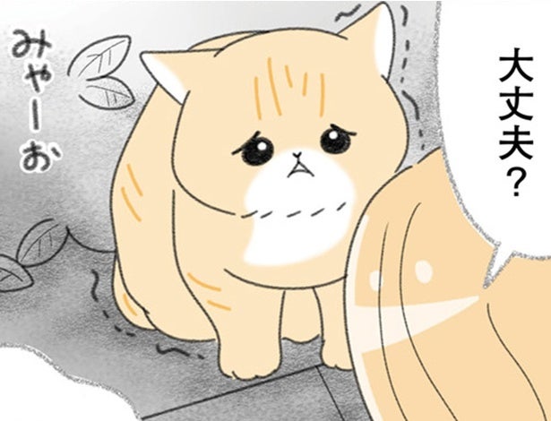 子どもにいじめられていた猫を保護。人間嫌いな野良猫のために準備したもの