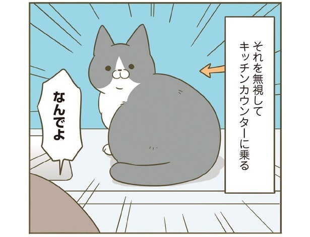 なんで無視するの!? 猫のためにひんやりプレートを出したら無駄でした