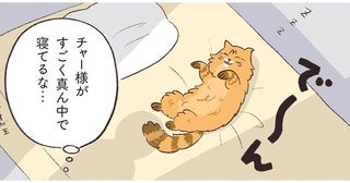 ベッドの真ん中で、たぬきみたいな猫が爆睡。犬はどこに？