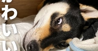 白目むいてるんですけど…でもかわいい！いや、むしろかわいい!?2匹の柴犬への愛を綴る投稿が大盛況【作者インタビュー】