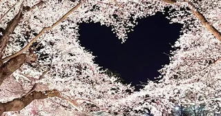 なんてカワイイ「偶然」なんだ...空にハートを描く弘前公園の桜に反響「心がキュンってなる」「キレイすぎるやろ～！」