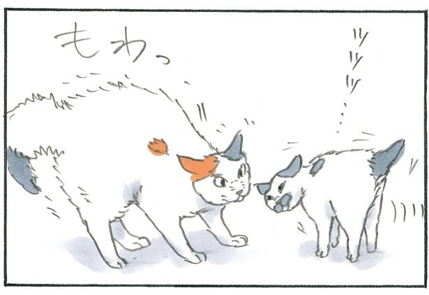 なんだか猫らしからぬ動き。飼い主から見た猫たちの行動が面白い