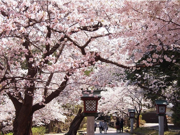 今週末に見頃の桜が楽しめそうな全国のお花見名所(4月25日・26日)