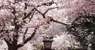 今週末に見頃の桜が楽しめそうな全国のお花見名所(4月25日・26日)