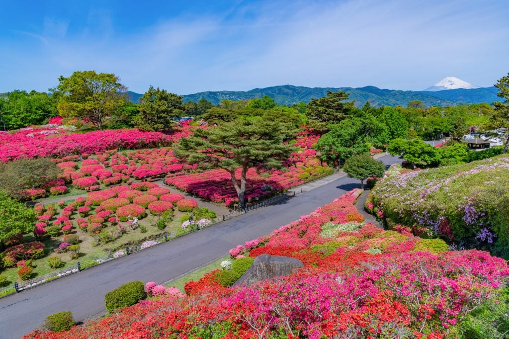 小室山公園を真っ赤なじゅうたんで彩る「小室山公園つつじ観賞会」を開催