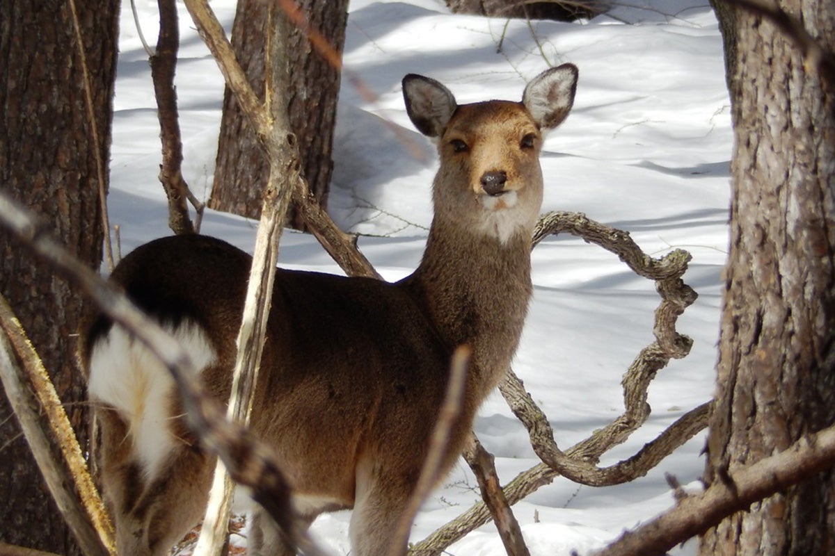 「シカの急増は土砂災害の原因にも」獣害のプロが指摘する日本全国“奈良公園化”の危機
