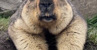 「ヒマラヤマーモット」が日本初上陸＆全国の動物園やアニマルカフェにお迎え予定！
