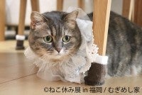 福岡で「ねこ休み展」約2年ぶりに開催へ！スター猫たちの展示やグッズ販売を実施