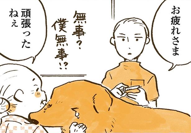 レトリバーが怯える動物病院の先生。苦手な診察室で知った、愛情あふれる言葉