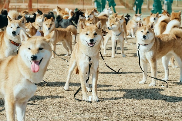 【埼玉県さいたま市】柴犬・ペキニーズの愛犬家向けイベント開催！ハードル走や同じ犬種だけの撮影会も