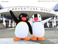 アドベンチャーワールド×『ピングー』コラボ第2弾！巨大バルーンや限定グッズなど展開へ
