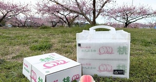 桃やぶどうなどの贈答箱を安全に持ち運びできる「EBISTトート | FRUIT BOX」発売！