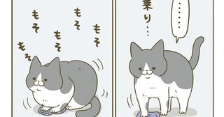 乗り乗り、もそもそ。飼い主が落とした靴下の上で困惑している猫