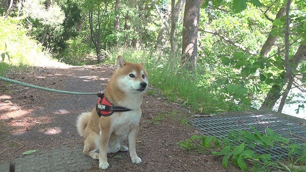 人気柴犬のはちくん、大好きなお散歩中にまさかの生き物に遭遇!?