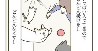 もはやミステリー。猫がよく遊ぶおもちゃ、家のどこかに次々消えていきます
