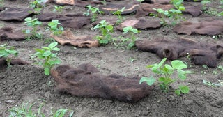 「髪の毛」が農作物を育む山梨県身延町で循環型農業プロジェクトが始動