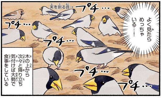 黄色いくちばしがおもちゃみたい！地面を見たら、めっちゃいるイカル