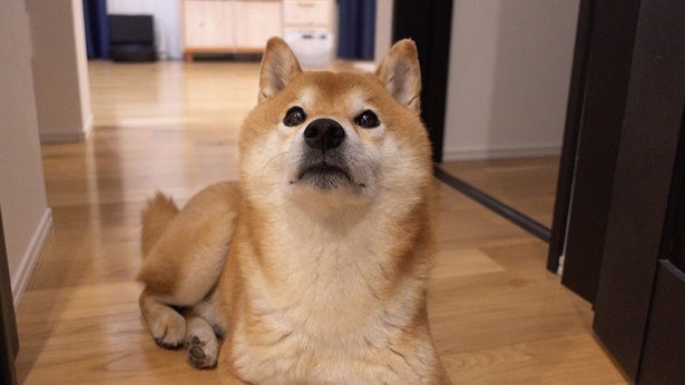まるで忠犬ハチ公!?夜中に出かけた飼い主の帰りを待つ柴犬・はちくんが健気すぎる