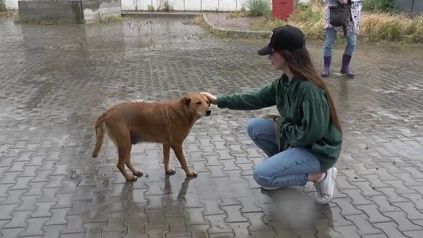 戦禍のウクライナで小さな命を救う人々を追う『犬と戦争ウクライナで私が見たこと』公開、ナレーションは東出昌大