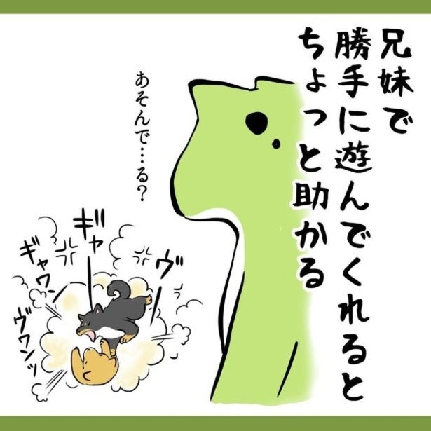 柴犬兄妹のケンカがまるで子育て!? 「うちの兄弟も同じ！」「猫も同じ！」と“子”を育てる親たちの共感祭り、勃発【作者に聞く】