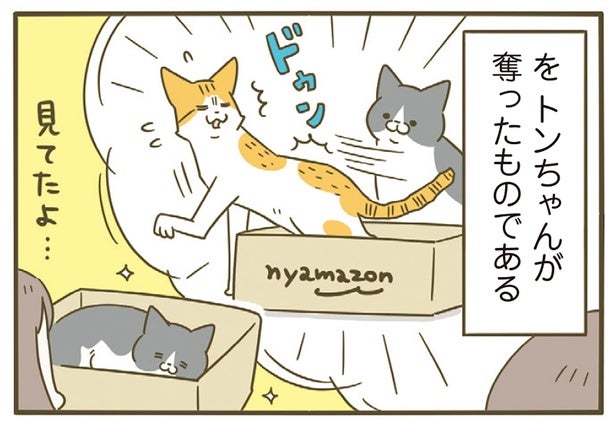 自分が気に入った箱は強奪する。まぁまぁひどい猫だけどみんなに好かれています