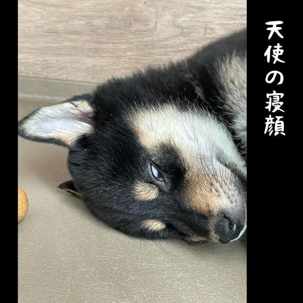 「また子育て？」3児の母が柴犬兄弟を迎えたら…ドタバタすぎる毎日に「激しく同感」の声【作者に聞く】