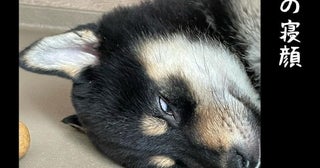 「また子育て？」3児の母が柴犬兄弟を迎えたら…ドタバタすぎる毎日に「激しく同感」の声【作者に聞く】