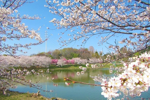 2026年最新！大阪・京都・兵庫のお花見BBQができるスポット10選