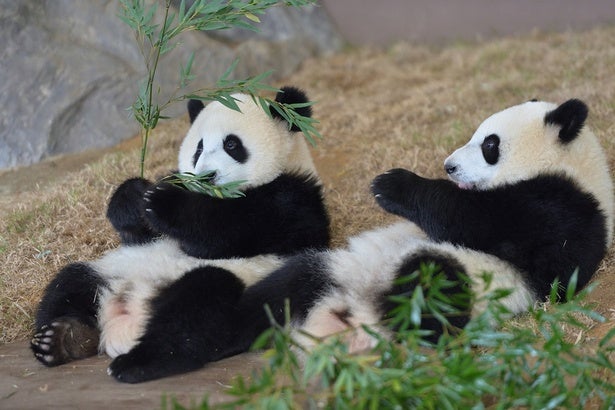 草食動物でもないのになぜ？タケやササを食べ続けるパンダの謎