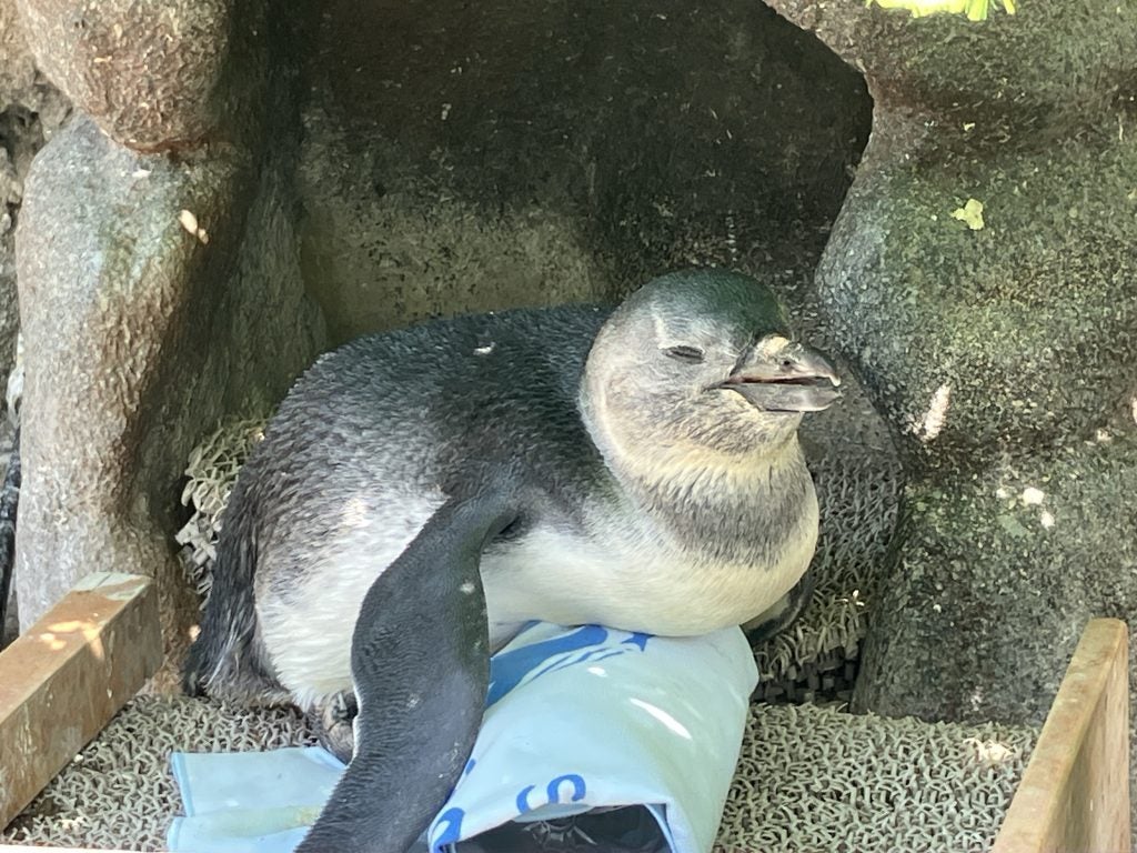 愛称は「ぽてと」に決まりサンシャイン水族館のケープペンギンの赤ちゃん